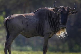 11 gün boyunca aralıksız olarak 12 bin kilometre uçtu