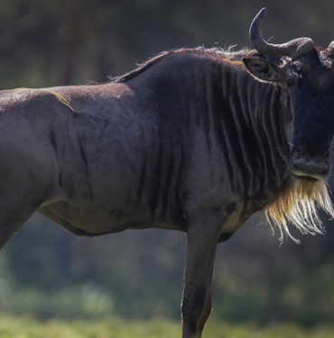11 gün boyunca aralıksız olarak 12 bin kilometre uçtu