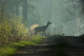 2 yıldır kayıp leylek, Bursa’da ortaya çıktı!