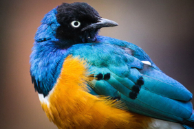 45 metrelik boyuyla dünyanın en büyük canlısı, canlı olarak bulundu!