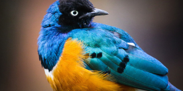 45 metrelik boyuyla dünyanın en büyük canlısı, canlı olarak bulundu!