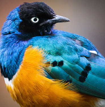 45 metrelik boyuyla dünyanın en büyük canlısı, canlı olarak bulundu!