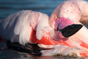 ”La ilahe illallah” diyen papağan görenleri hayrete düşürüyor