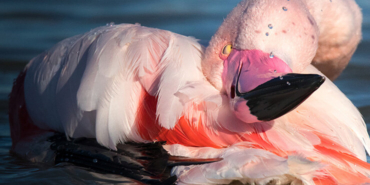 ”La ilahe illallah” diyen papağan görenleri hayrete düşürüyor