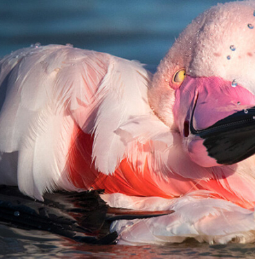 ”La ilahe illallah” diyen papağan görenleri hayrete düşürüyor