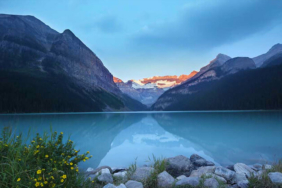 Albino hastalığına yakalanan hayvanlar