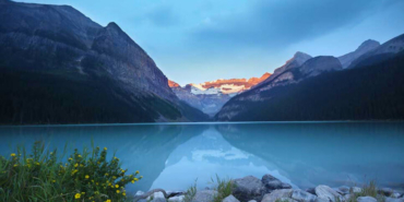 Albino hastalığına yakalanan hayvanlar