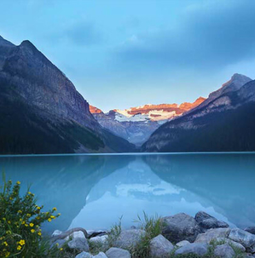 Albino hastalığına yakalanan hayvanlar