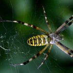 Amazon örümceklerinin esrarengiz dünyalarına gitmeye hazır olun.
