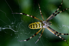 Amazon örümceklerinin esrarengiz dünyalarına gitmeye hazır olun.