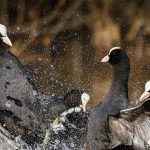 Avustralya’da kıyıya vuran balinalar: 70’i kurtarıldı, 380’i öldü