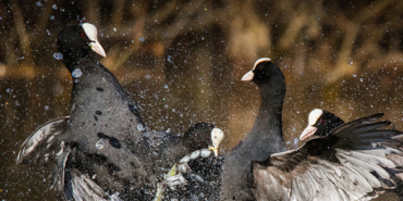 Avustralya’da kıyıya vuran balinalar: 70’i kurtarıldı, 380’i öldü