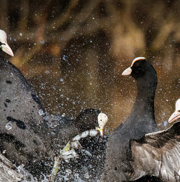 Avustralya’da kıyıya vuran balinalar: 70’i kurtarıldı, 380’i öldü