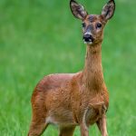 Balıkçıların ağına bir dev takıldı