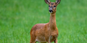 Balıkçıların ağına bir dev takıldı