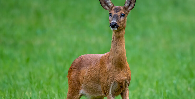 Balıkçıların ağına bir dev takıldı