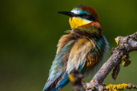 Balıkçının oltasına takıldı! Görenler gözlerine inanamadı…
