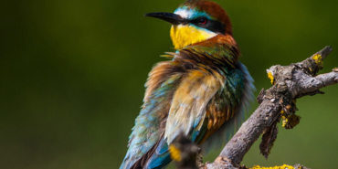 Balıkçının oltasına takıldı! Görenler gözlerine inanamadı…