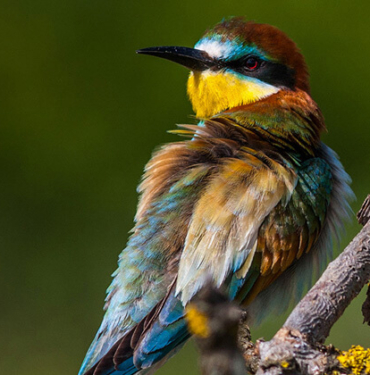 Balıkçının oltasına takıldı! Görenler gözlerine inanamadı…