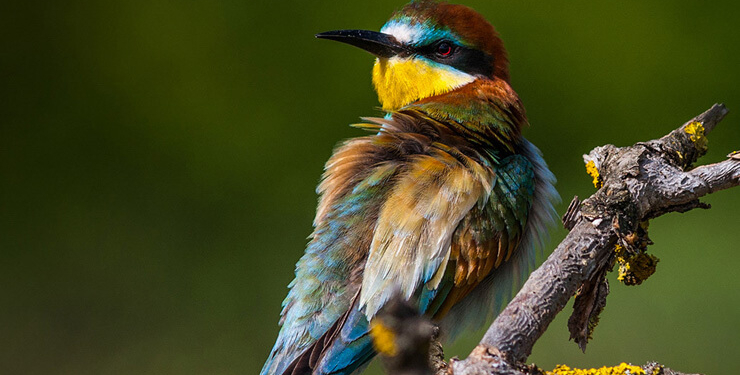 Balıkçının oltasına takıldı! Görenler gözlerine inanamadı…