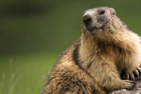 Baraj gölü yüzeyinde kümeleşen balıklar şaşırttı