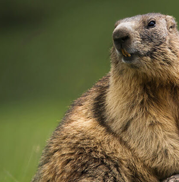 Baraj gölü yüzeyinde kümeleşen balıklar şaşırttı