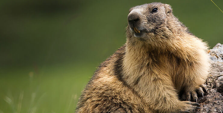 Baraj gölü yüzeyinde kümeleşen balıklar şaşırttı