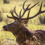 Canlı canlı yem oluyordu