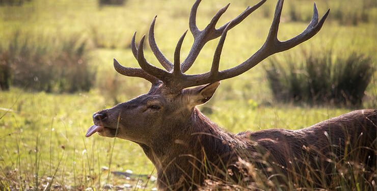 Canlı canlı yem oluyordu
