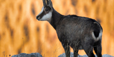 Çift başlı yılan görenleri hayrete düşürdü