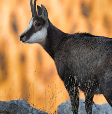 Çift başlı yılan görenleri hayrete düşürdü
