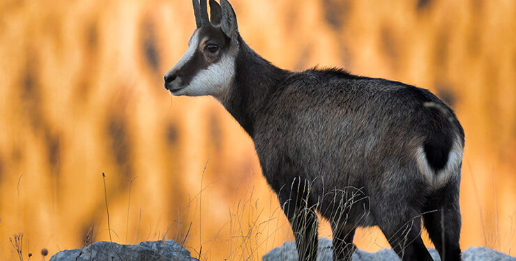 Çift başlı yılan görenleri hayrete düşürdü