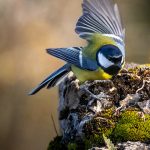 Dehşete düşüren anlar! Boğa’nın gazabına uğradı…