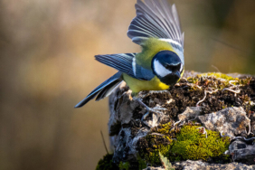 Dehşete düşüren anlar! Boğa’nın gazabına uğradı…