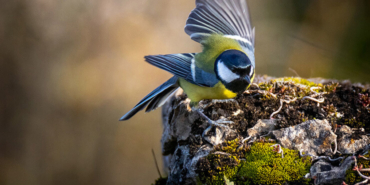 Dehşete düşüren anlar! Boğa’nın gazabına uğradı…