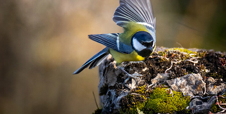 Dehşete düşüren anlar! Boğa’nın gazabına uğradı…