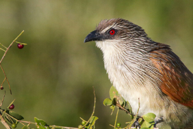 Dehşete düşüren olay: Dev timsah hamile kadını yedi!