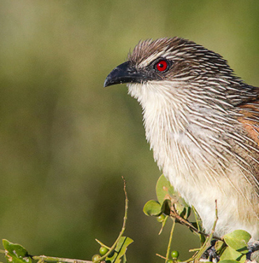 Dehşete düşüren olay: Dev timsah hamile kadını yedi!