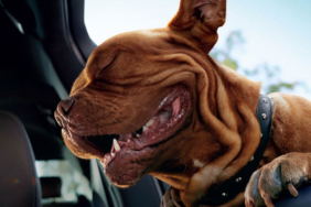 Devasa fareyi yavru tavşan sandı