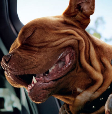 Devasa fareyi yavru tavşan sandı