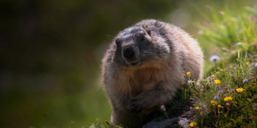 Dikkat! Mavi yengeci avlamanın cezası 5 bin TL