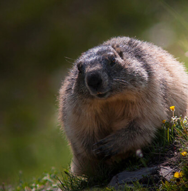 Dikkat! Mavi yengeci avlamanın cezası 5 bin TL