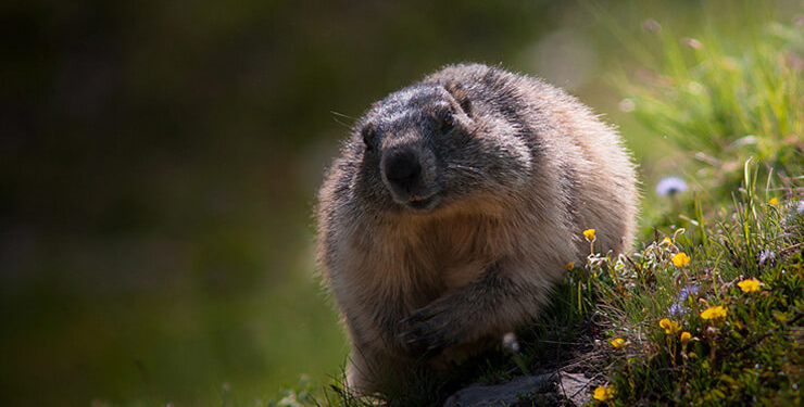 Dikkat! Mavi yengeci avlamanın cezası 5 bin TL