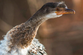 Ege Denizi’nde ilk kez görüntülendi