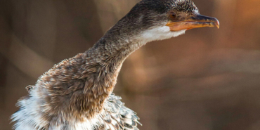 Ege Denizi’nde ilk kez görüntülendi
