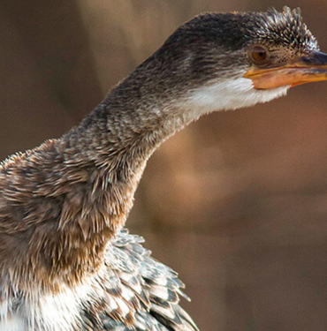Ege Denizi’nde ilk kez görüntülendi