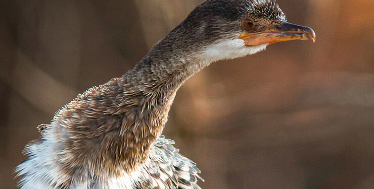 Ege Denizi’nde ilk kez görüntülendi