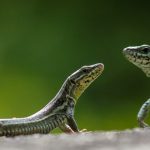 Film gibi takip! Bu balın kilosu 500 TL