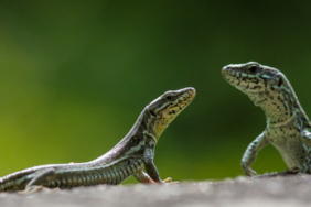 Film gibi takip! Bu balın kilosu 500 TL