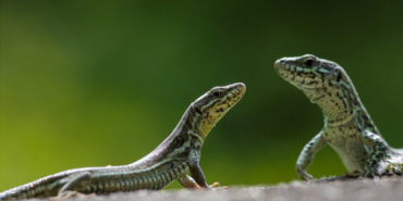 Film gibi takip! Bu balın kilosu 500 TL